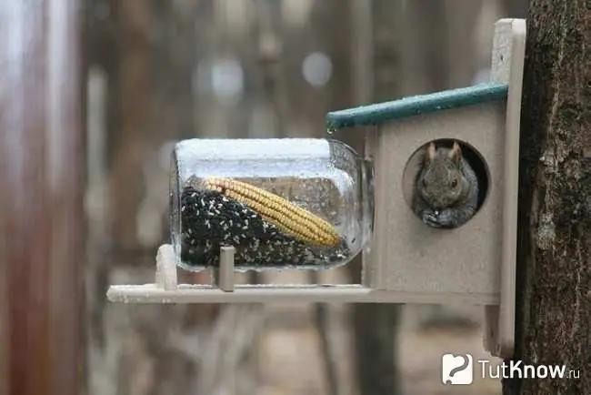 Squirrel sits in a house with a feeder