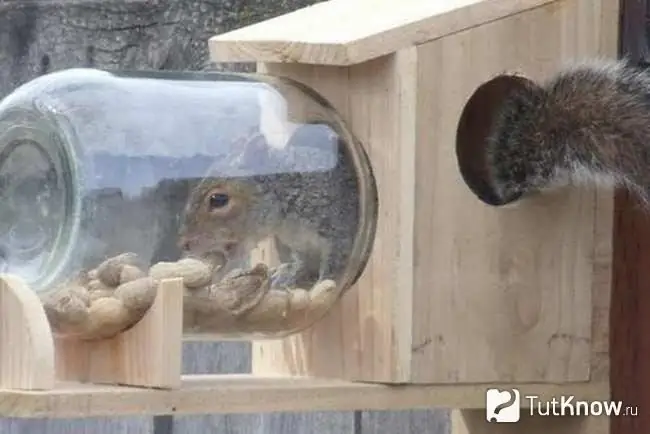 Squirrel eats nuts in the feeder