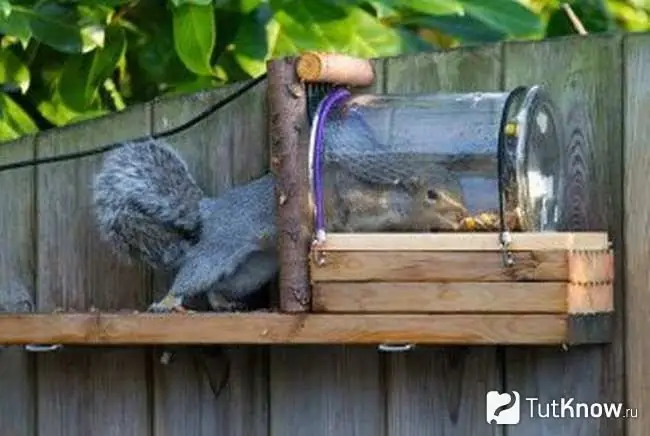 Squirrel reaches for food in the bank