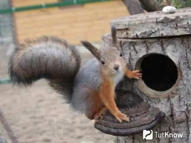 Squirrel sits near the entrance to his house