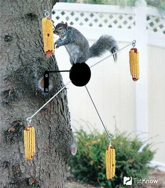 Multi-corn feeder