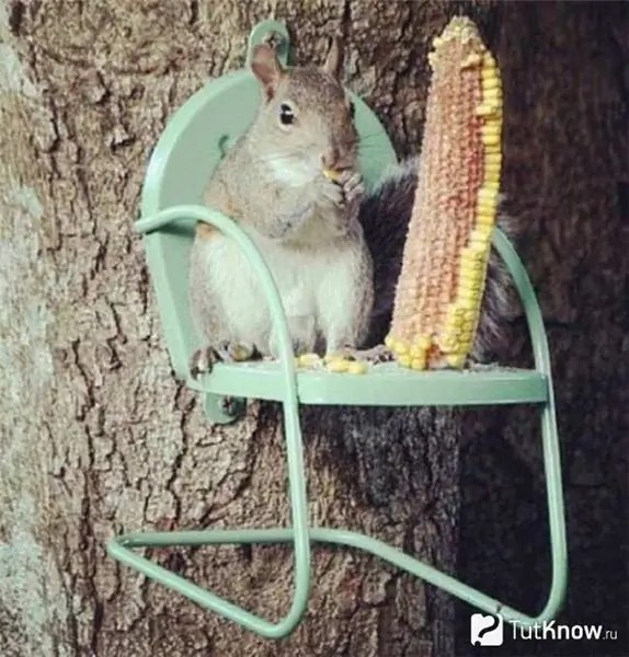 Feeder in the form of a chair with corn