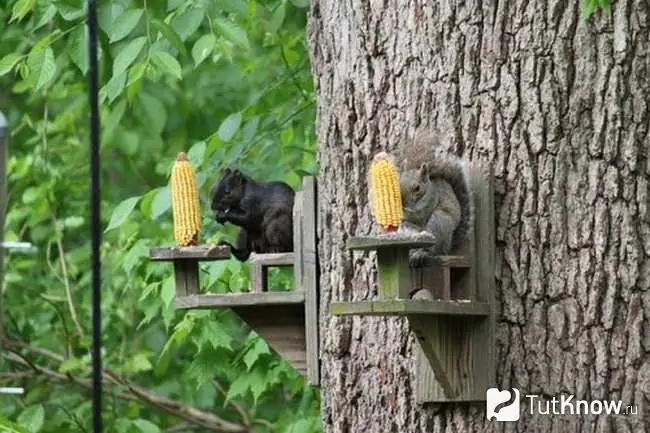 Two squirrels eat corn