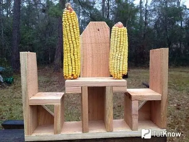 Two maize on display on the table