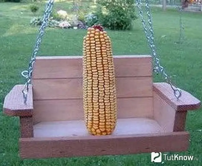 Corn on a swing