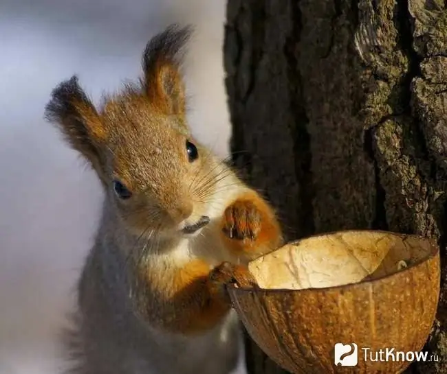 Squirrel pulls its foot into the feeder