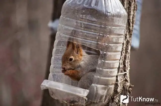 Squirrel sits in a plastic bottle feeder