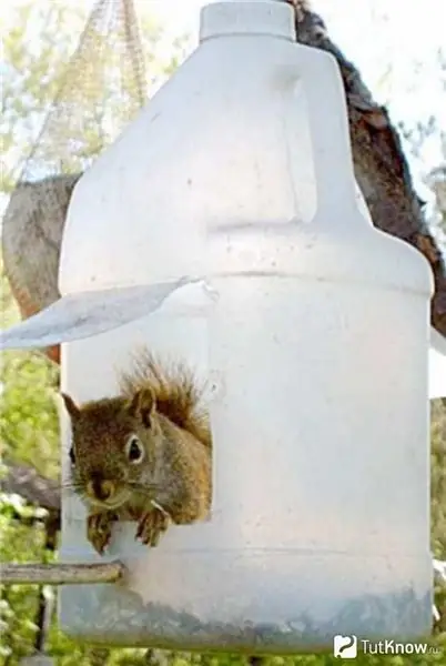 Squirrel sits in a plastic feeder