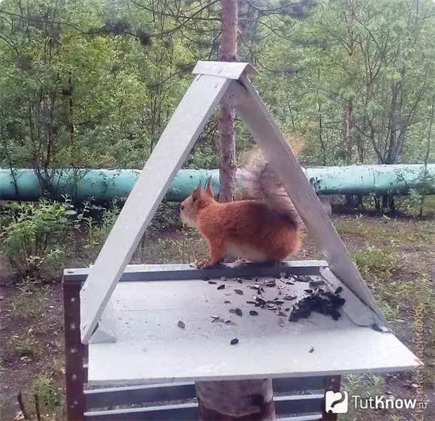 Squirrel eats seeds from a simple feeder