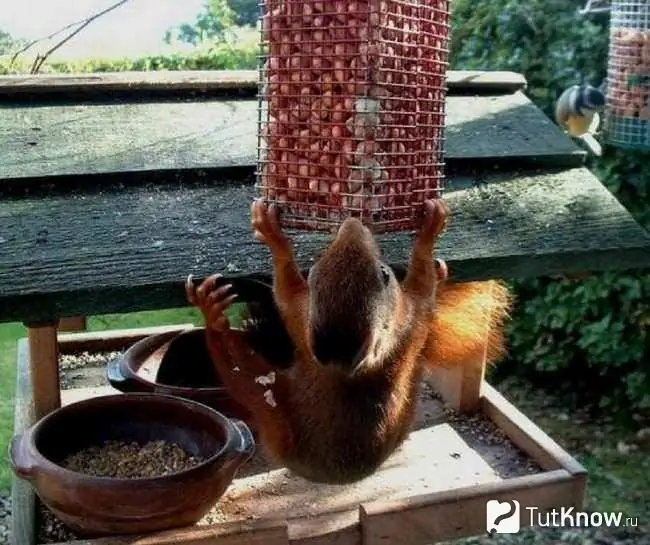 Squirrel clings to the feeder with its paws