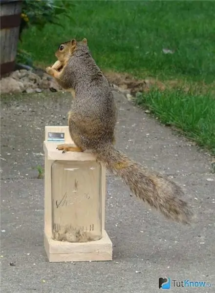 Squirrel sits on a wooden feeder