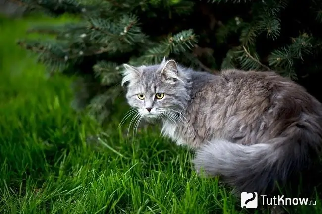 Maine Coon kaķis zālē