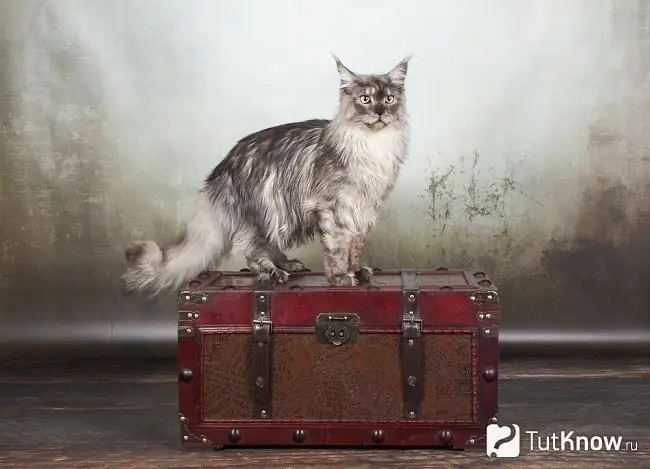 Maine Coon cat on a suitcase