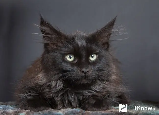 Gato Maine Coon color negro