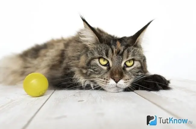 Maine Coon cat with a ball