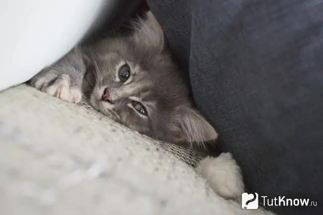 Maine Coon kitten