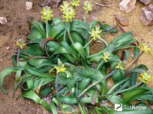 Lachenalia iliyoathiriwa na wadudu