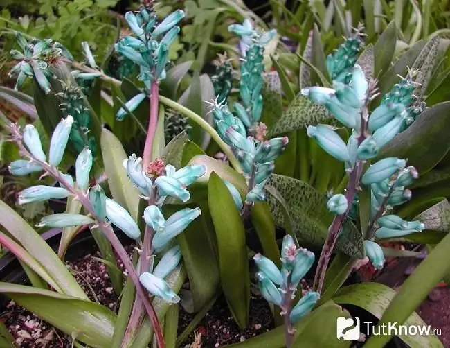 Blomstrende stængler af lachenalia