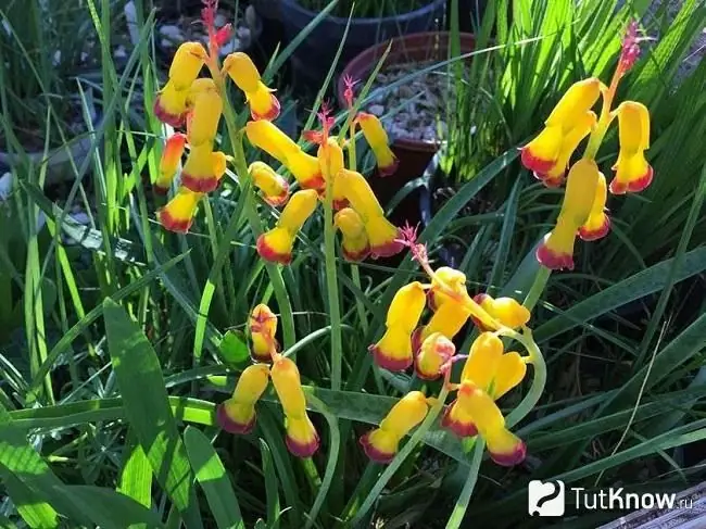 Gele lachenalia bloemen