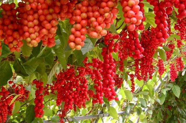 Schisandra chinensis - komposisi kimia buah beri dan kegunaannya dalam pengobatan