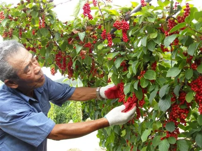 Çin limon otunun yetiştirilmesi ve bakımı