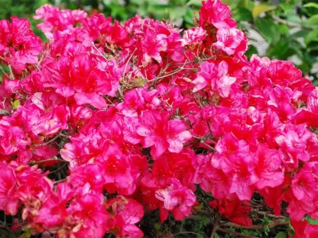 Azalea buatan sendiri berwarna merah terang, foto