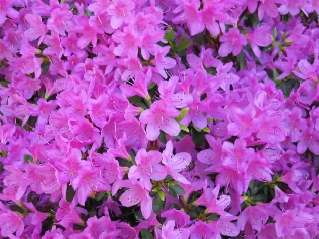 Azalea viola fatta in casa, foto