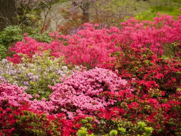 Taman - Rumah Azalea, foto