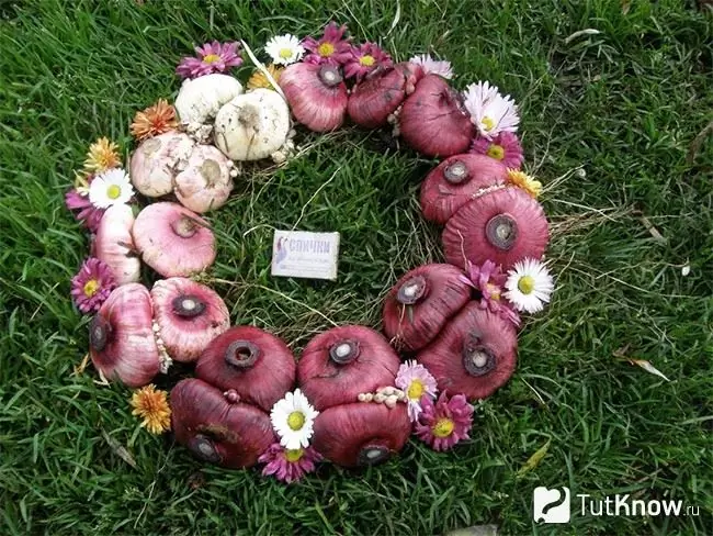 Priprema lukovice gladiola za sadnju