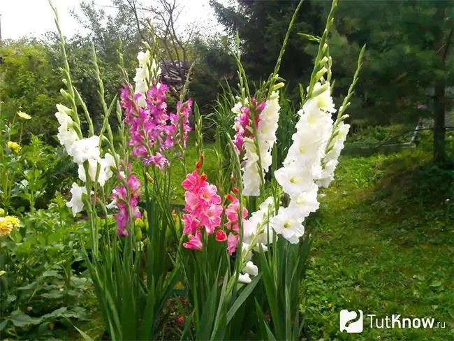 Gladioli gondozás