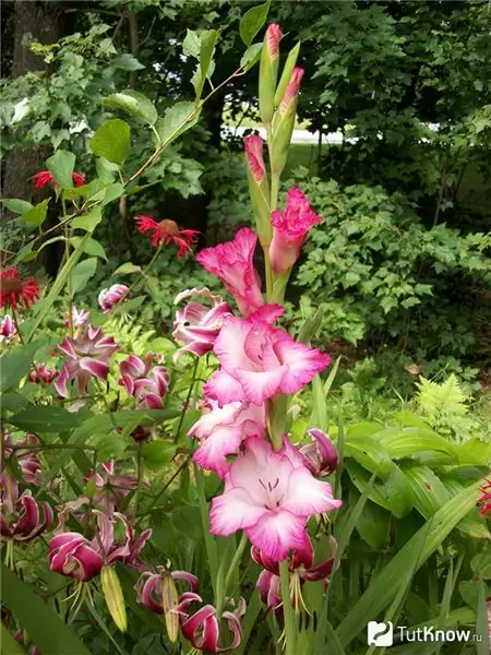 Gladioli haşere kontrolü