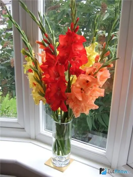 Odlar gladioli hemma