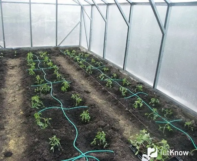 Irrigation goutte à goutte dans la serre