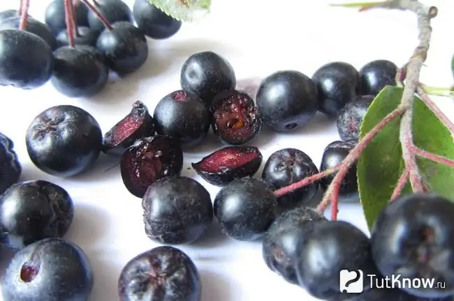 Chokeberry касиеттери