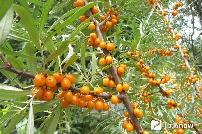 Composición de bayas frescas de espino amarillo