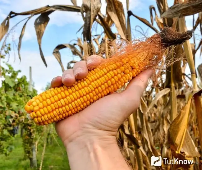 Jagung untuk membuat pati