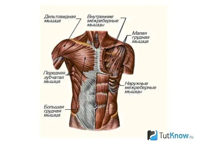 Yelka va torakal mushaklarning diagrammasi