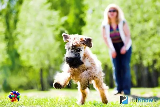 Hund für einen Spaziergang