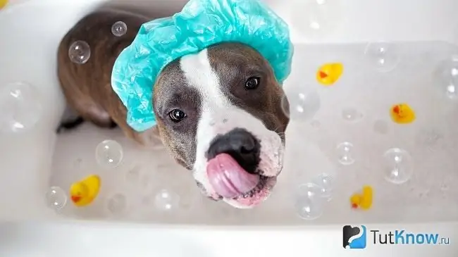 Fare il bagno al cane