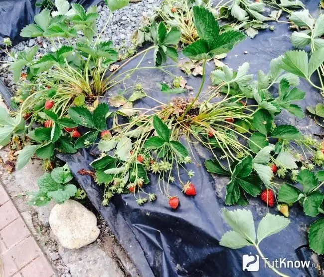 Welkende Erdbeeren im Garten