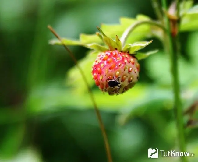 Mite trên quả mọng