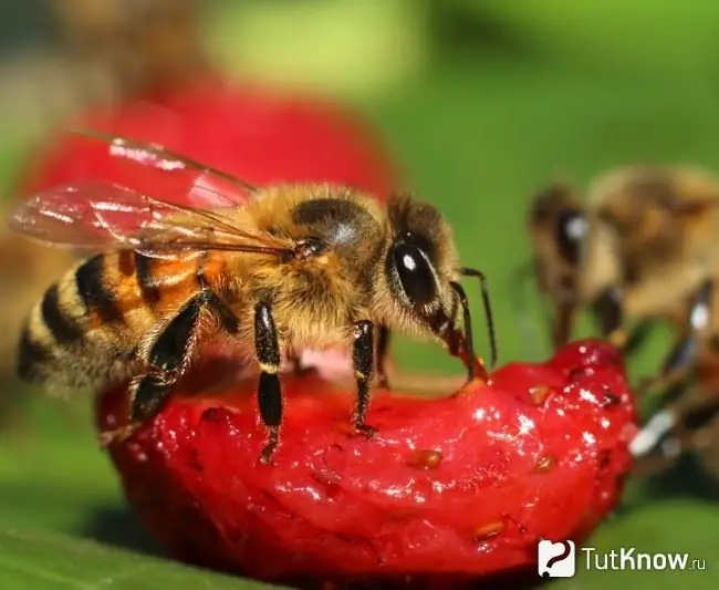 Ang mga wasps ay kumakain ng mga strawberry