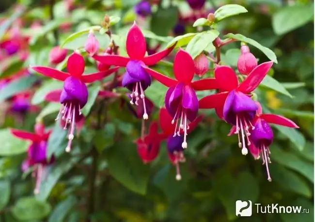 Fuchsia blomstrer