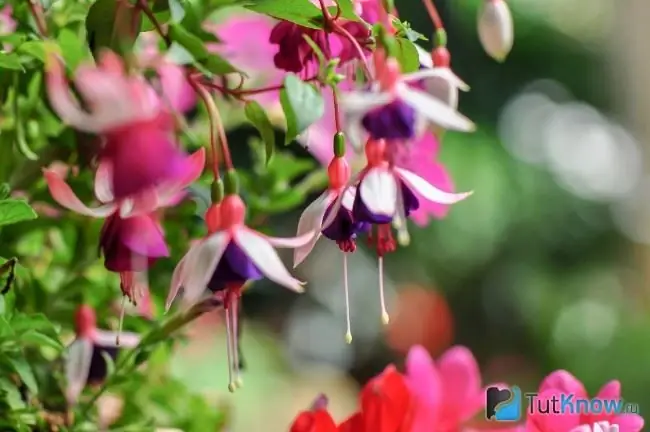 Fuchsia blommar i trädgården