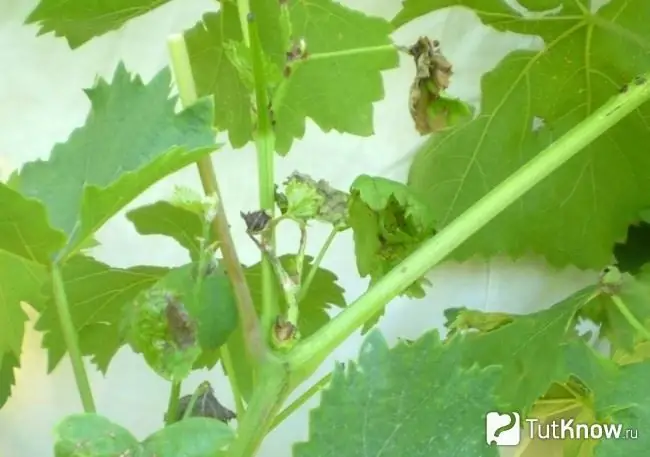 Anthracnose on grapes