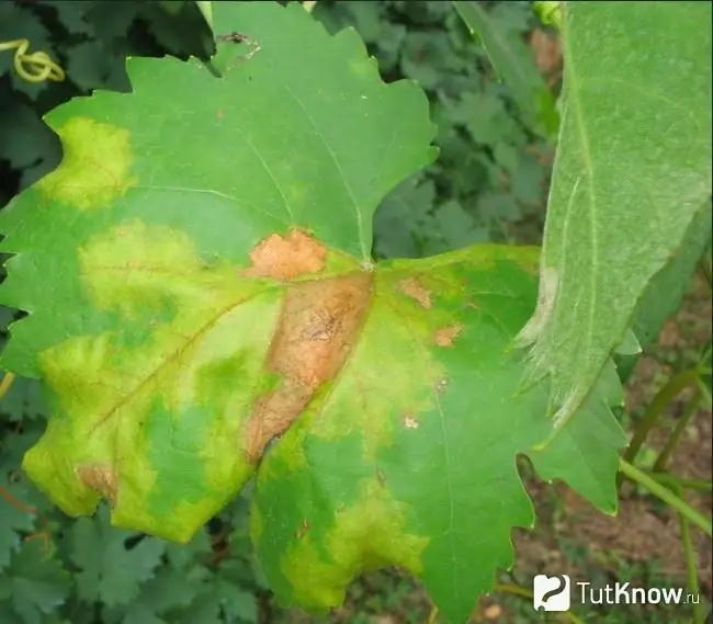 Downy mildew on grapes