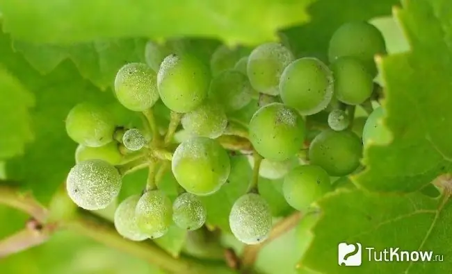 Powdery mildew on grapes