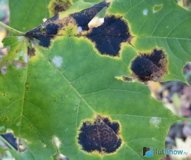 Mancha negra en las uvas