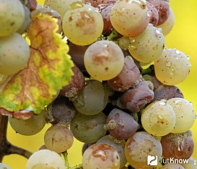 Gray rot on grapes