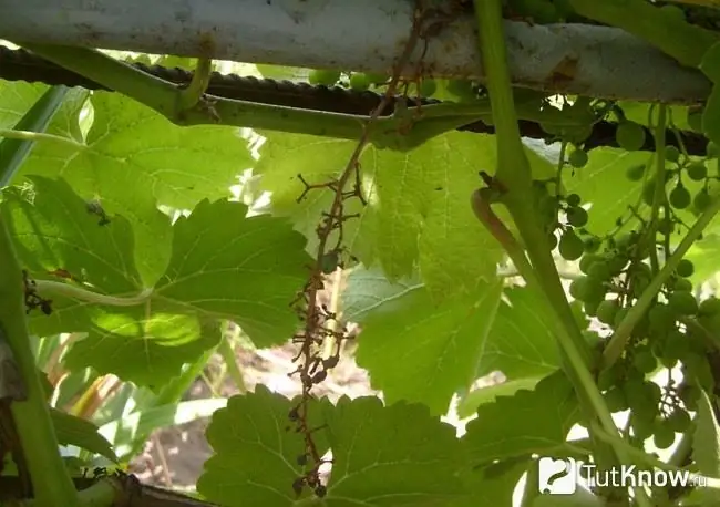 Paralysis of the ridges on grapes